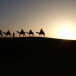 silhouette of people riding on camels